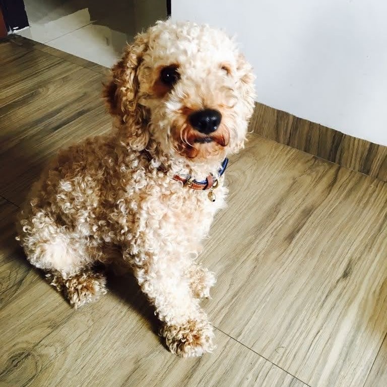 Breed n Breeder is an online Pet shop for goldendoodle Dogs in Pune - Dog